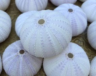 25 Light Purple Sea Urchins - 1.75 - 2" -Bulk Seashells - Top Quality Shells- Coastal home decor -Seashell Supply -Beach Wedding -Nautical