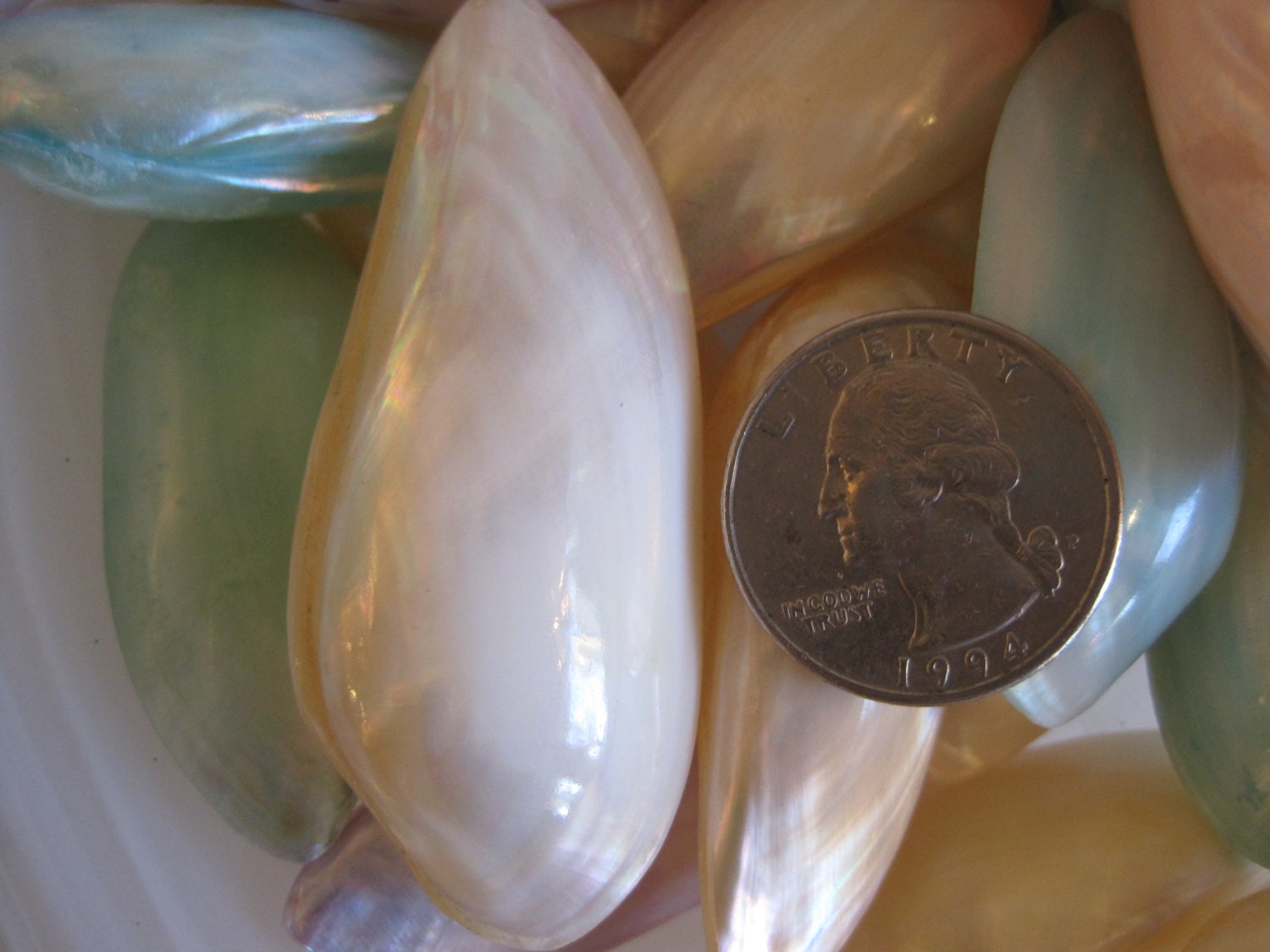 Dyed Shell Dyed Small Mussel Shells (5 PC) - Pearlized Mussel Shell - Seashell ...