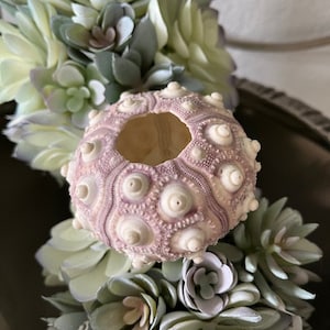 Rare XL Purple Sputnik Sea Urchins 1 PC Natural Seashells Urchins Craft Seashells Coastal home decor Seashell Supply Weddings 画像 9
