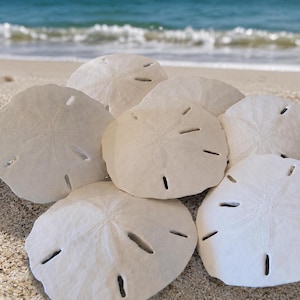 May include: A collection of seven off-white sand dollars, each featuring a distinct five-pointed petal pattern on its surface. These circular, flattened marine tests are arranged in a cluster, showcasing their natural texture and radial symmetry.