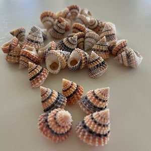 Candy Snail Seashells (15) - Seashell Supply - Craft Seashells - Etsy