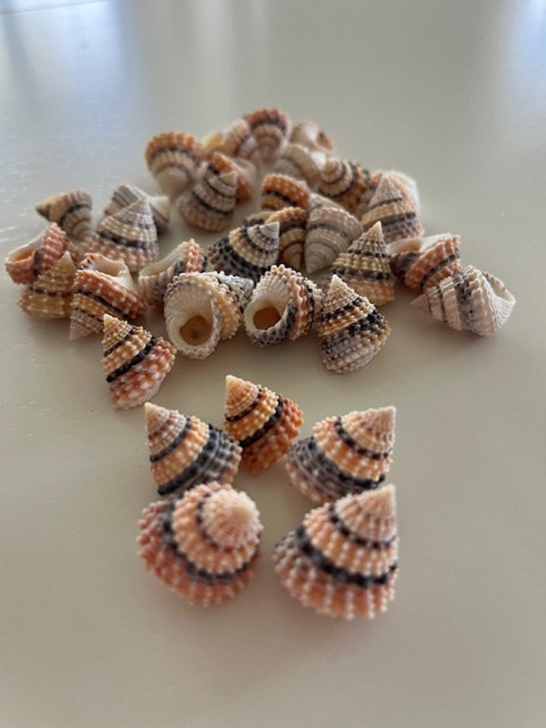 Candy Snail Seashells 15 Seashell Supply craft seashells image 8