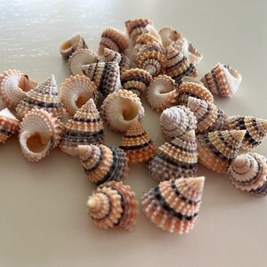 Candy Snail Seashells 15 Seashell Supply craft seashells image 6