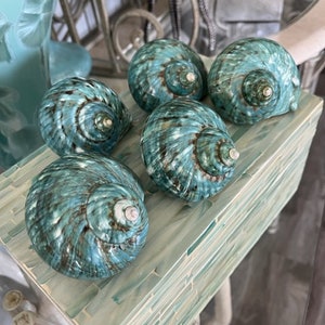 Beach Decor Turquoise Snail Shell Turbo Snail Shell Seashell Supply Coastal Home Decor Seashells Beach Wedding Nautical Decor image 2