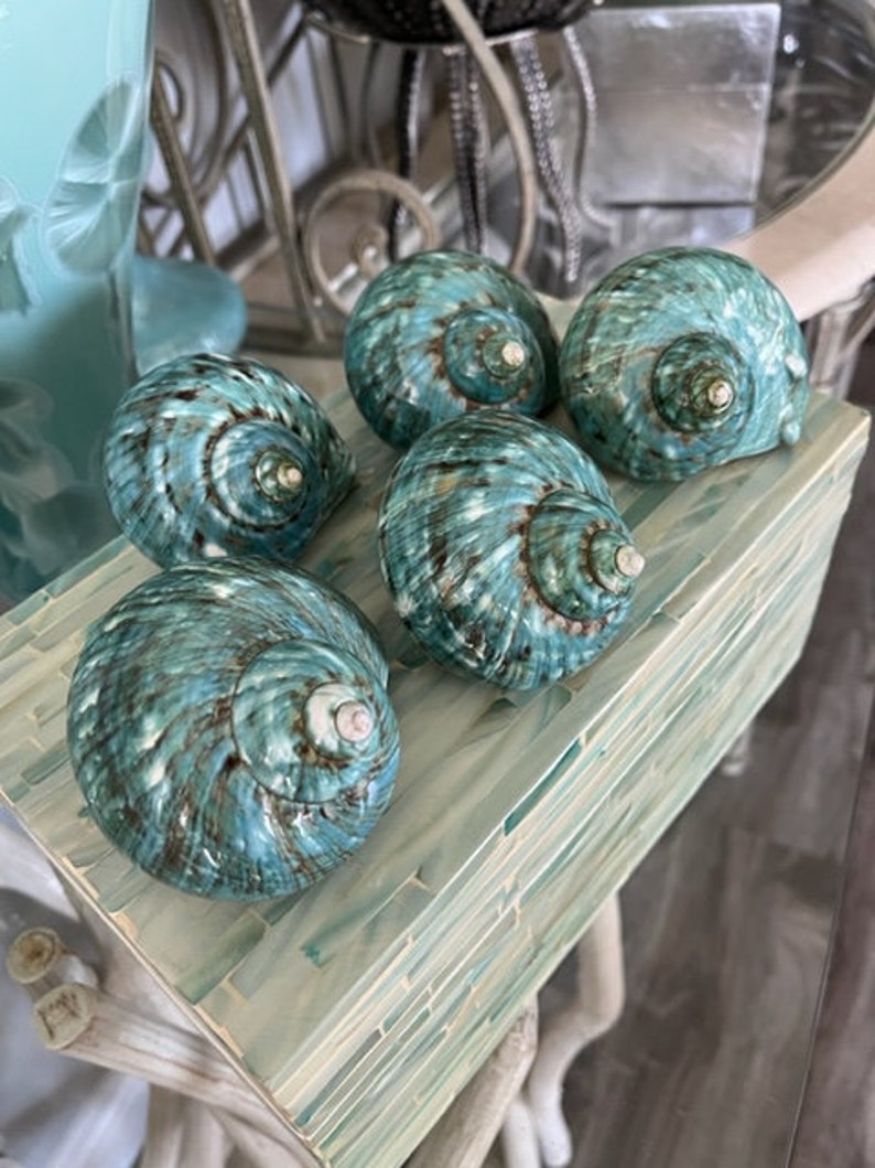 Beach Decor Turquoise Snail Shell Turbo Snail Shell Seashell Supply Coastal Home Decor Seashells Beach Wedding Nautical Decor image 2