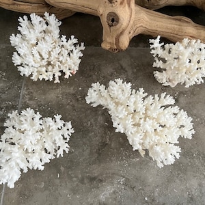 Puede incluir: Cuatro piezas de coral blanco sobre una superficie de azulejos grises. El coral es blanco blanqueado y tiene una estructura delicada y ramificada.