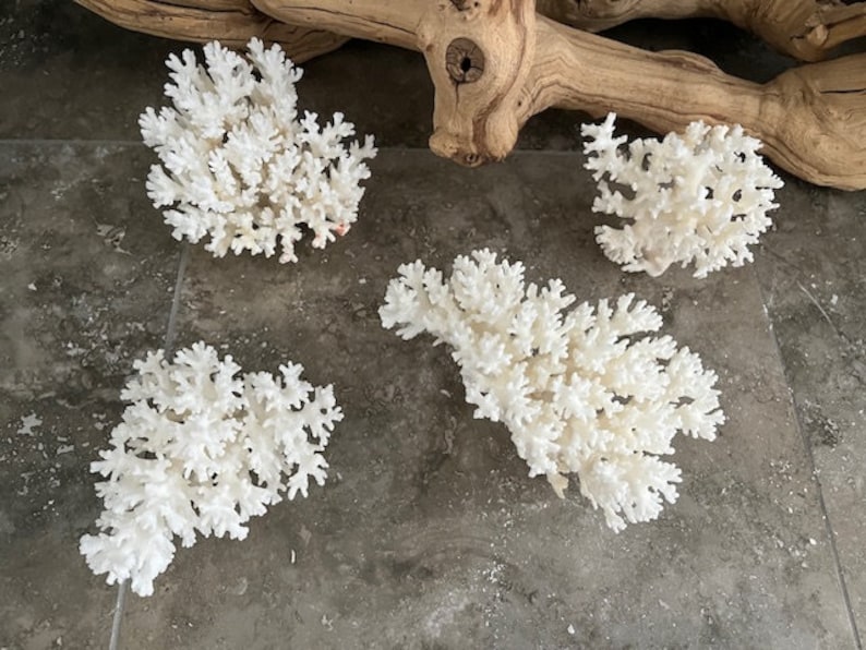 Puede incluir: Cuatro piezas de coral blanco sobre una superficie de azulejos grises. El coral es blanco blanqueado y tiene una estructura delicada y ramificada.