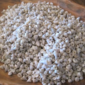 Venetian Pearl Shells (1 cup) - Craft Shells - Beach Wedding - Nautical Decor - Beach Decor