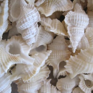 Maple Leaf Shells (6) - Beach Decor - Seashells-  Seashell Supply - Beach Wedding - Craft Seashells - Coastal Home Decor - White Shells