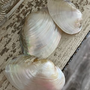 Beach Decor White Pearlized Clam Shell Halves (3 Pcs) - Polished Clam ...