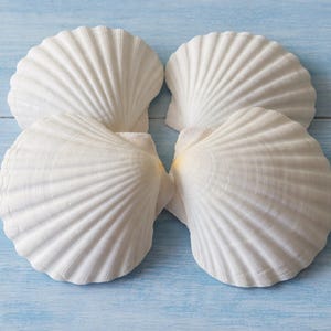 Peut inclure: Quatre coquilles Saint-Jacques blanches disposées sur une surface en bois bleu clair. Les coquilles présentent une texture nervurée et sont disposées symétriquement, évoquant un thème côtier.