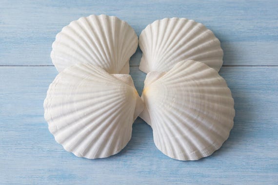 Large Irish Scallop Shells (3 PC)- CHOOSE Size - Seashells for Beach Decor - Seashell Supply - Nautical Decor - Craft Shells - Beach Wedding