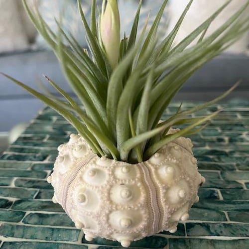 Oursin Spoutnik avec plante aérienne - coquillage naturel - plante aérienne - décoration côtière - approvisionnement en coquillages - décoration de plage