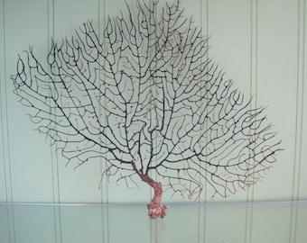 Natural Black Sea Fan (1 PC)  7" - 9.5" H - Coastal Home Decor - Reef Coral - Seashells - Beach Decor - Beach Wedding - Black Fan - Coral