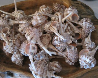 Murex Haustellum Shells (6) - Seashells - Seashell Supply - craft seashells, Beach Wedding