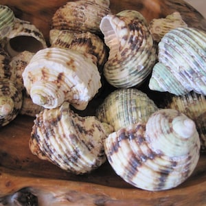Beach Decor Silver Mouth Green Turbo shells (3 pc) - Coastal Home Decor - Seashell Supply - Beach - Seashells - Hermit Crab Shells - Turbos