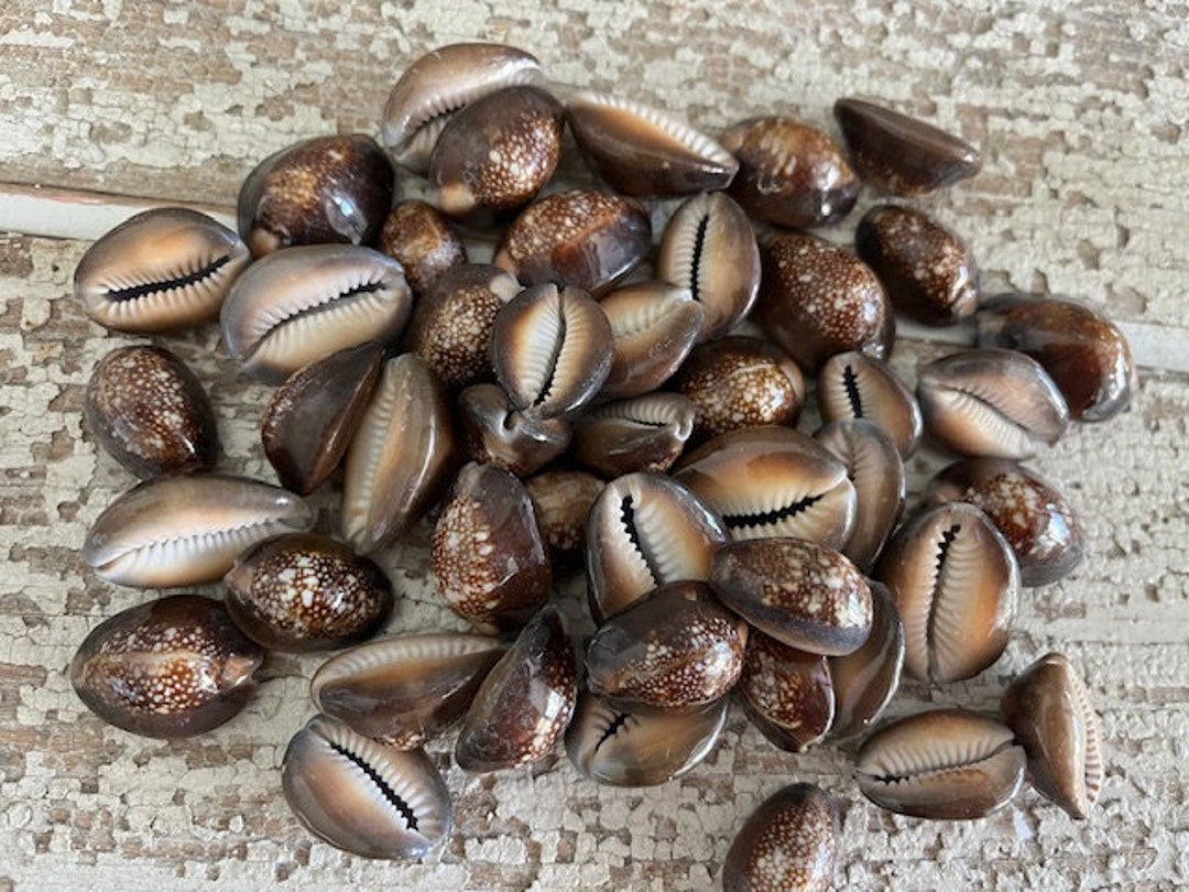 100 Pièces Perles de Coquillage en Spirale sans Trou, Coquillages de