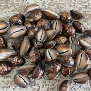 Snake Top Cowrie Seashells (15 pcs) - Seashell Supply - Coastal Home Decor - Seashells - Craft Supply - Beach Decor - Beach Crafts