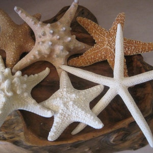 Mixed 6 PC Starfish Collection White Starfish Knobby Sugar Natural Starfish Seashells Coastal home decor Shell Supply image 1