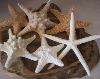 Mixed 6 PC Starfish Collection - White Starfish - Knobby - Sugar - Natural Starfish - Seashells - Coastal home decor - Shell Supply