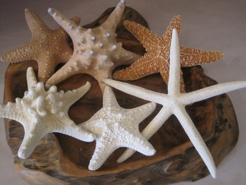 Mixed 6 PC Starfish Collection White Starfish Knobby Sugar Natural Starfish Seashells Coastal home decor Shell Supply image 1