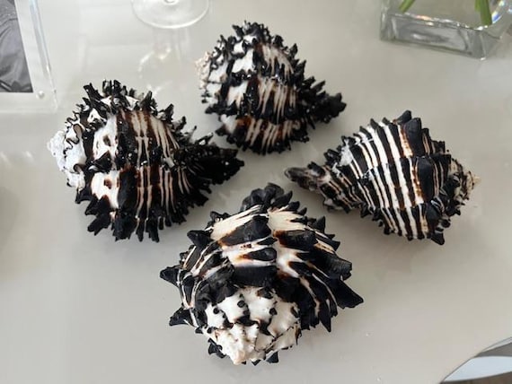 Natural Lg Black Murex Shell - Spiky Seashell for Coastal Decor
