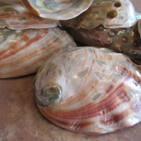 Beach Decor Red Abalone Shells (2) - Abalone Shells - Seashell Supply - Beach Wedding - Craft Seashells - Coastal Home Decor