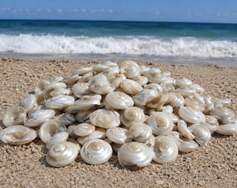 White Pearl Umbonium Shells (1 cup) - Craft Shells - Beach Wedding - Nautical Decor - Beach Decor  - Filler Shells - Coastal Home Decor