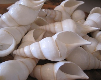 White Tibia Shells (6) - Tibia Shells - Seashells-  Seashell Supply - Beach Wedding - Craft Seashells - Coastal Home Decor
