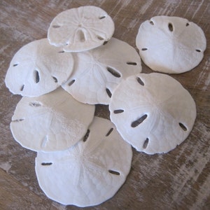 10 Extra Small Sand dollars - Seashell Supply - Tiny Sand Dollars - Seashells - Seashell craft supply - Beach Wedding