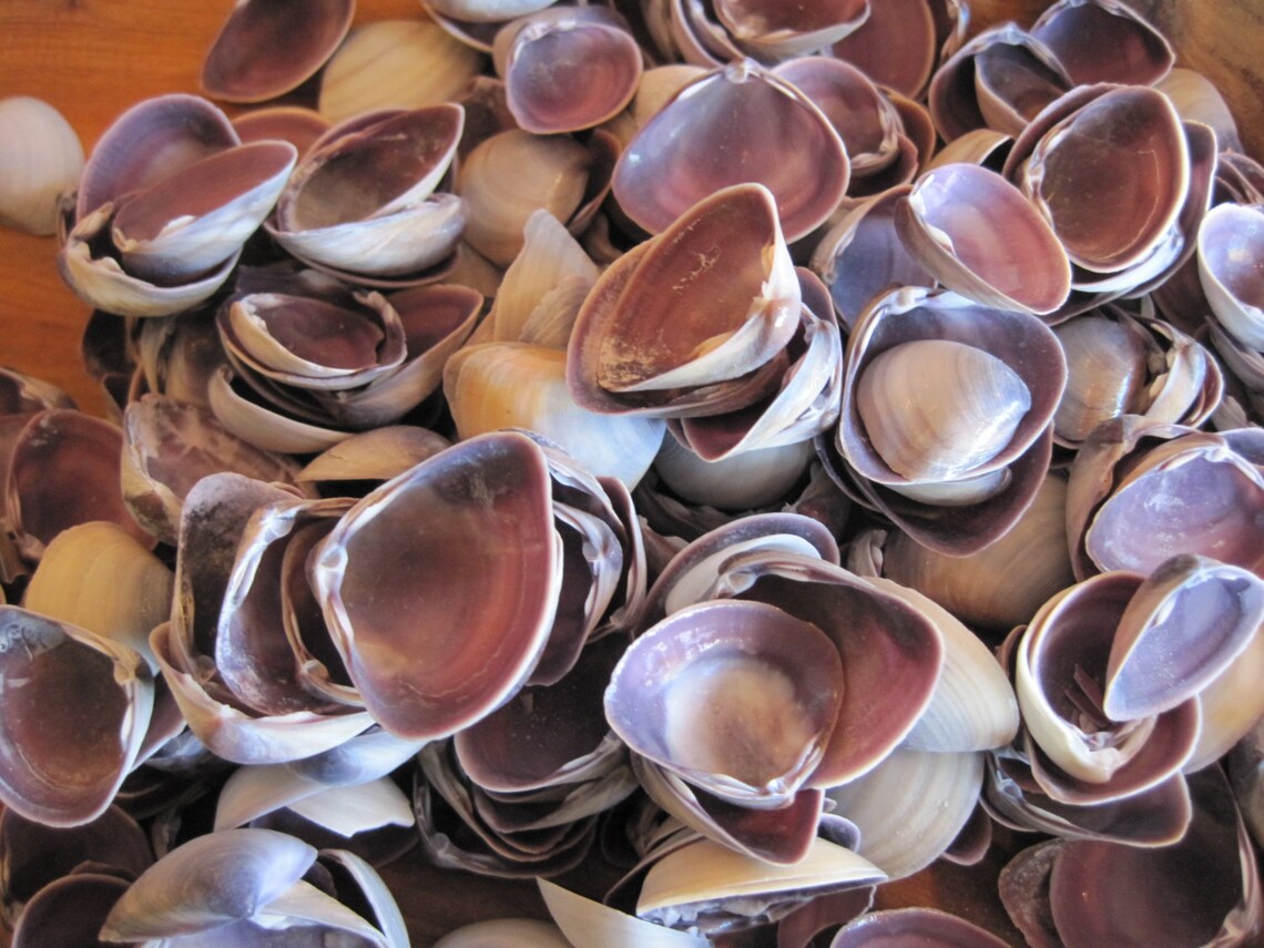 Purple Mini Clams 25 Seashell Supply Beach Wedding Etsy