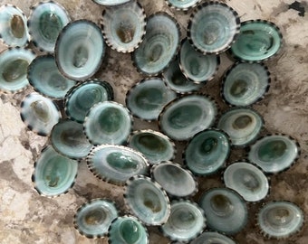 Beach Decor Blue Green Limpet Shells  (25) - Seashell Supply - Coastal Home Decor - Seashells - Craft Shells - Limpets - Beach Shells