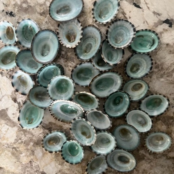 Beach Decor Blue Green Limpet Shells  (25) - Seashell Supply - Coastal Home Decor - Seashells - Craft Shells - Limpets - Beach Shells