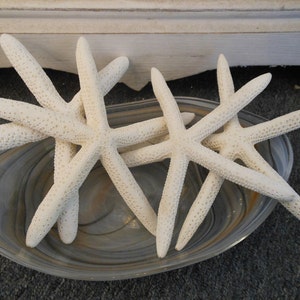 Beach Decor White Finger Starfish (4 PC) - Starfish - Coastal Home Decor - Beach Wedding - Sea Stars - White Starfish - Seashell Supply