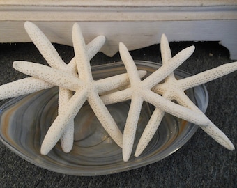 Beach Decor White Finger Starfish (4 PC) - Starfish - Coastal Home Decor - Beach Wedding - Sea Stars - White Starfish - Seashell Supply