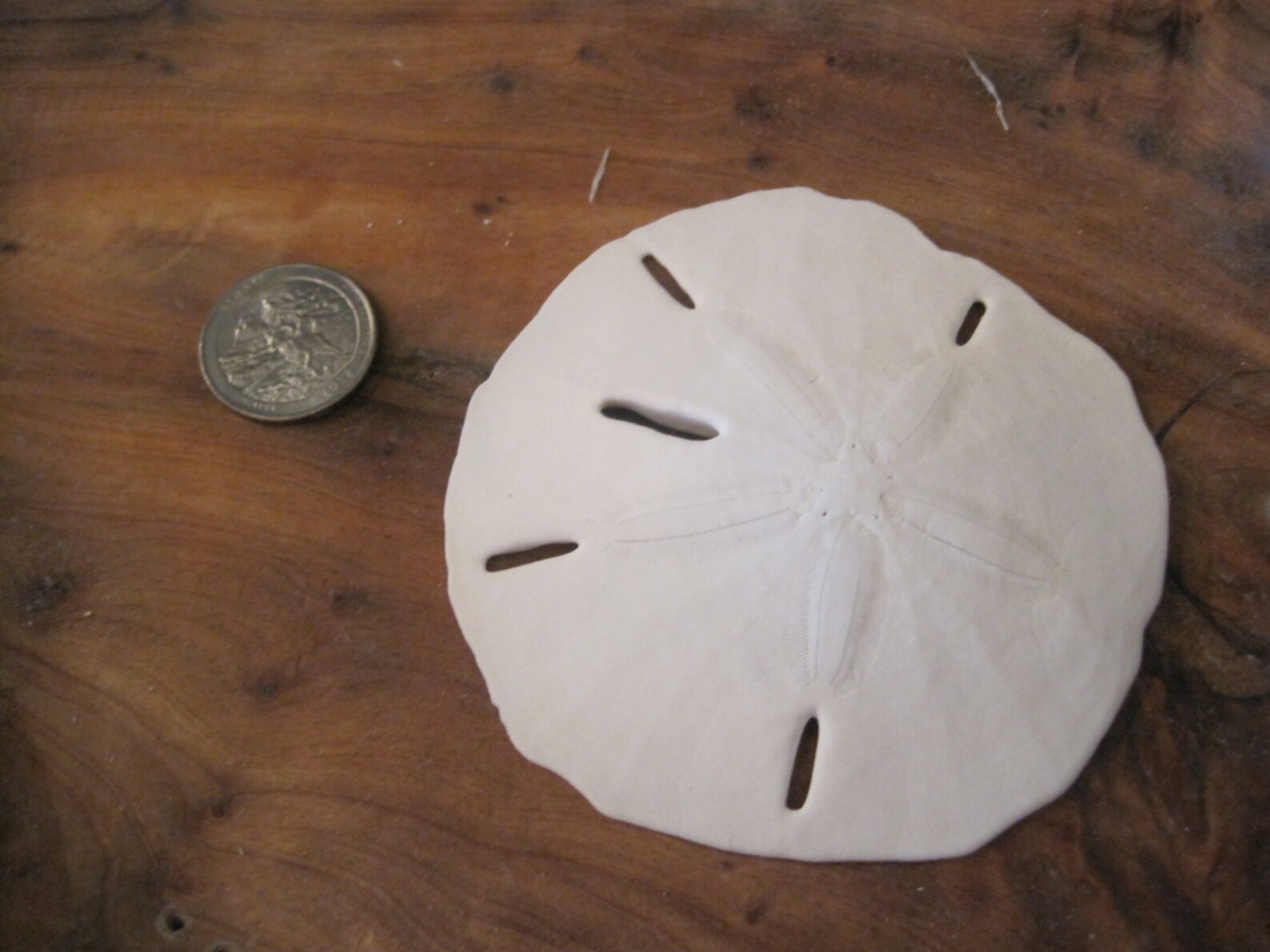 Sand Dollars Large Florida Sand Dollars 10 Beach Decor Etsy