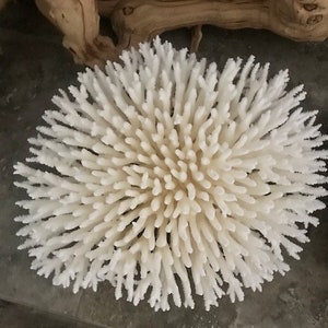 Beach Decor Table Coral Coral Seashells Beach Decor Coastal Home Decor Natural Coral Seashells, Shells image 4