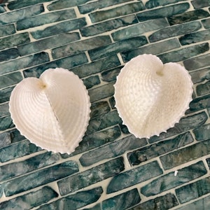 Heart Cockle Seashells 3 Seashells Seashell craft supply Beach Wedding Coastal Home Decor Delicate Seashells Beach Home Decor image 4