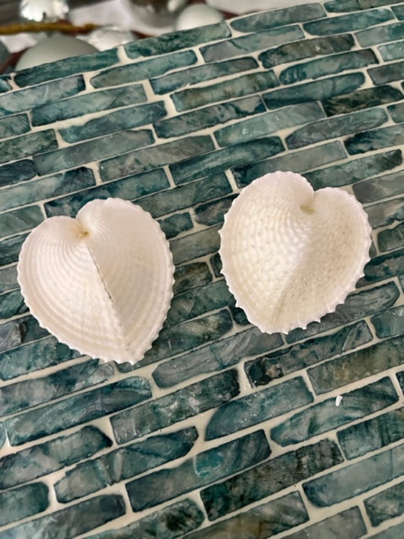 Heart Cockle Seashells 3 Seashells Seashell craft supply Beach Wedding Coastal Home Decor Delicate Seashells Beach Home Decor image 4