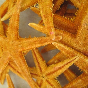 Deep Yellow Dyed Mini Starfish (10 pc) - Colored Mini Starfish - Colorful Yellow Starfish - Seashell Supply - Craft Seashells, Beach Wedding