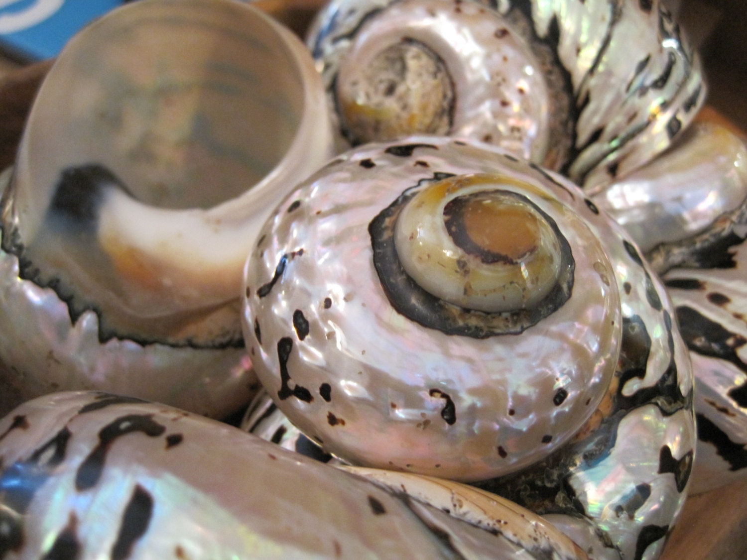 Beach Decor Turbo Sarmarticus Shell - Seashell - Turbo Shell - Shells ...