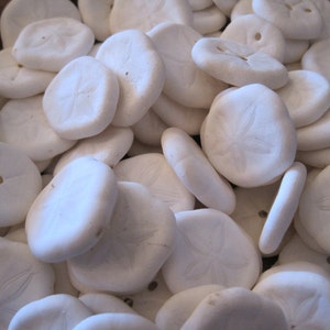 Sea Cookies (20 PC) - Mini Sand Dollar - Shell Supply - Coastal Home Decor - Seashells - Seashell Supply - Beach Wedding - White Shells