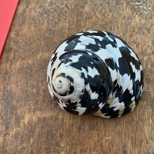 XL Magpie Turbo Shell (1 pc)- Hermit Crab Shell - Large Opening Sizes (1.25" & up) - Natural Turbo Shell -Seashell Supply- Magpie Turbo image 2