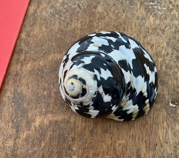 XL Magpie Turbo Shell (1 Pc)- Hermit Crab Shell - Large Opening