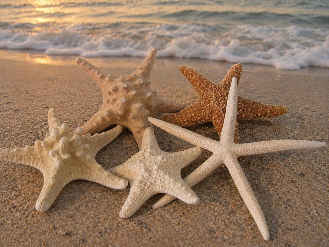 Lucky Starfish Swims ビキニ ホワイト Mixed 6 PC Starfish Collection - White Starfish - Knobby - Sugar