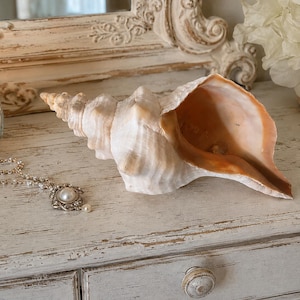 May include: A large conch shell with a textured, off-white exterior and a smooth, warm peach-colored interior. The shell features a spiral shape with a pointed tip and a wide, open aperture, showcasing natural color variations and organic ridges.