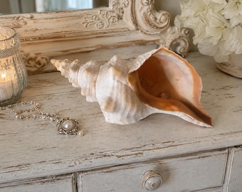 XL Horse Conch Shell - Extra Large Florida Conch Shell - Coastal Home Decor - Display Seashells - Beach Decor - Beach Wedding - Beach House
