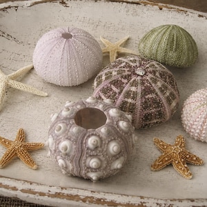 May include: A collection of sea urchin shells and starfish in various colors including pale pink, olive green, brown, and white. The sea urchins display distinct textures, ranging from smooth with small bumps to spiky, and are arranged together.
