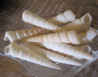 Seashells - White Turritella (10) Shells- Seashell Supply - Craft seashells- Beach Wedding - Coastal Home Decor - Beach Decor