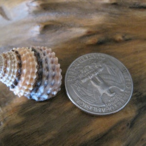 Candy Snail Seashells 15 Seashell Supply craft seashells image 5